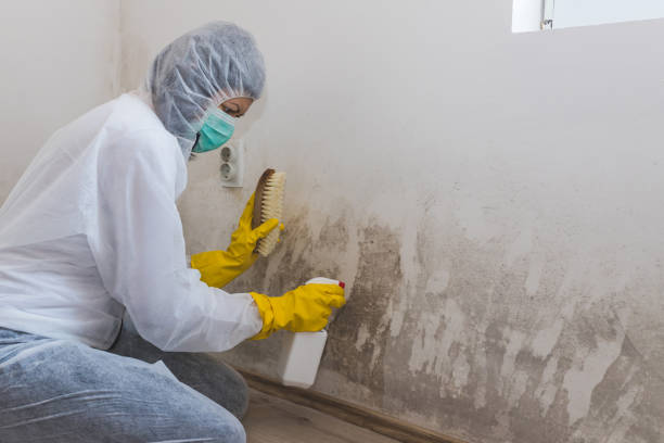 Best Localized Mold Remediation (e.g., coastal areas, humid climates) in San Elizario, TX