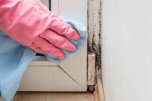 Best Basement Mold Remediation in San Elizario, TX